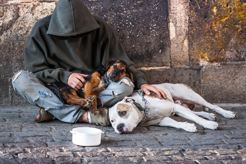 Homeless person with two dogs
